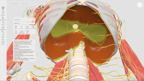 Everyday Anatomy screenshot 6