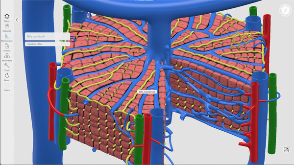 Everyday Anatomy screenshot 5