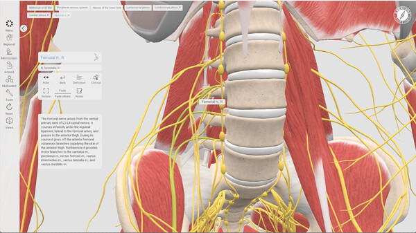 Everyday Anatomy screenshot 9