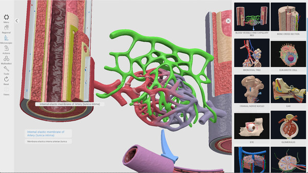 Everyday Anatomy screenshot 4
