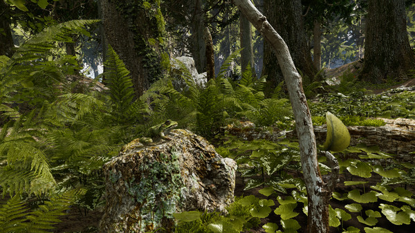 Shinrin-yoku: Forest Meditation and Relaxation screenshot 1