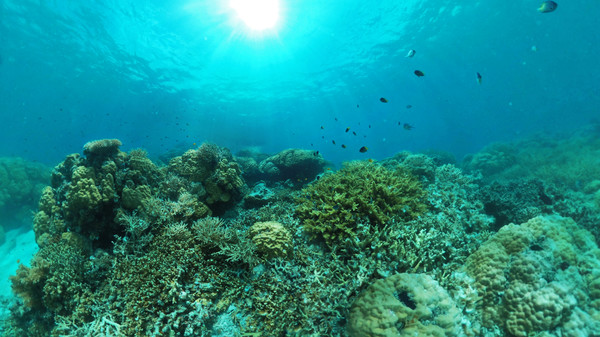 Coral Compass: Fighting Climate Change in Palau screenshot 5