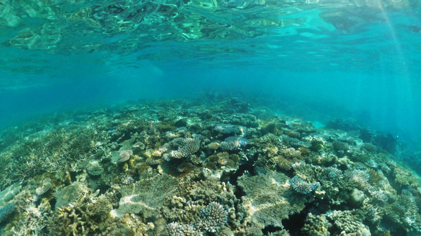 Coral Compass: Fighting Climate Change in Palau screenshot 1