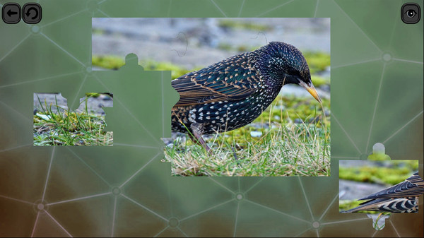 Puzzles for smart: Birds screenshot 4